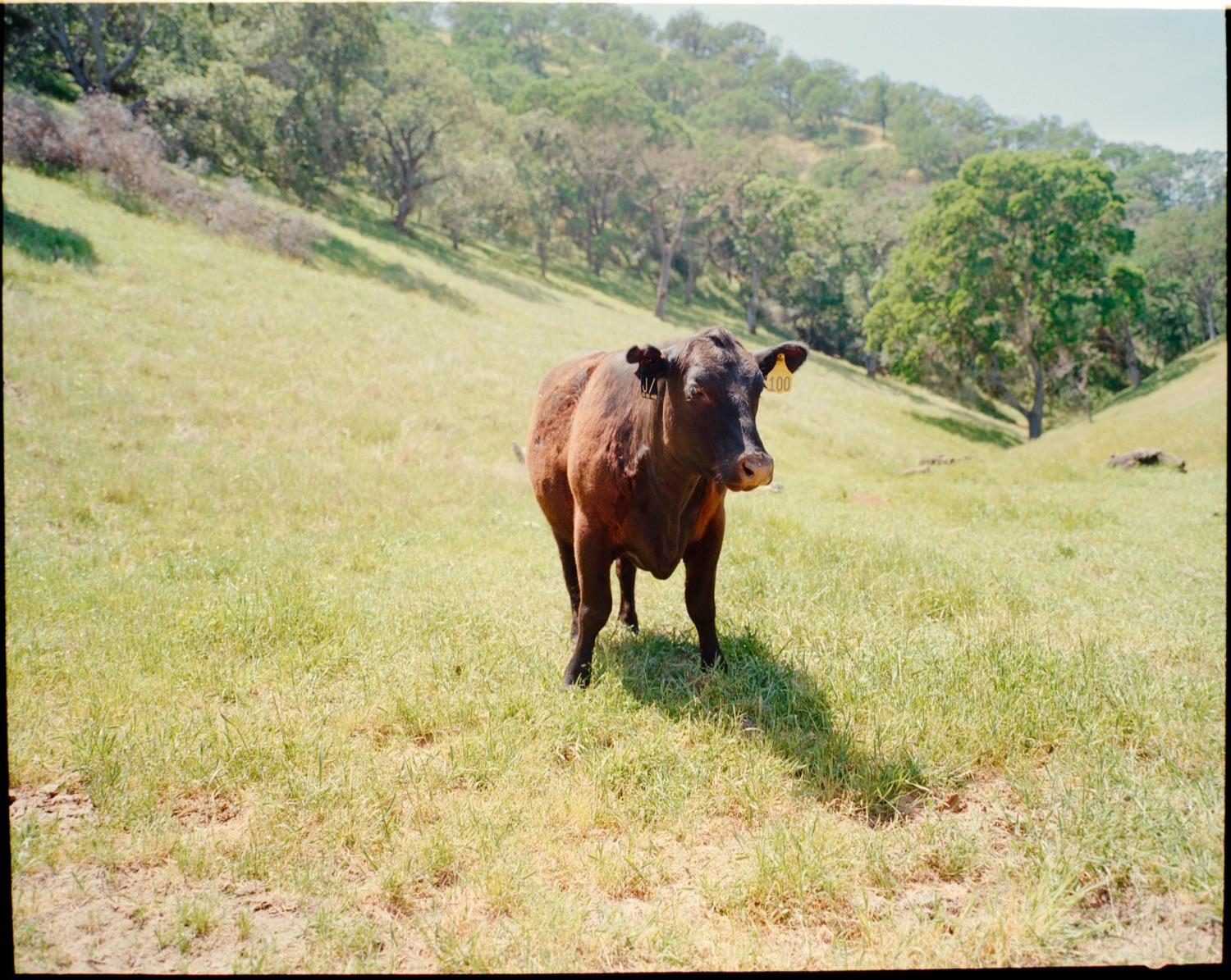 Film 66